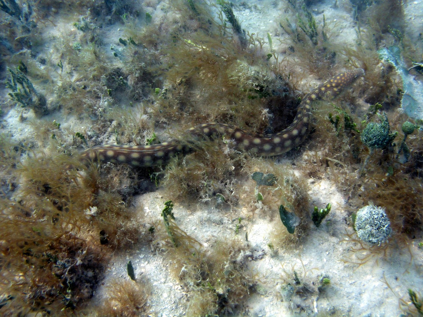 Calamariere: Evolution, Ecology, and Behavior of Burrowing Snakes