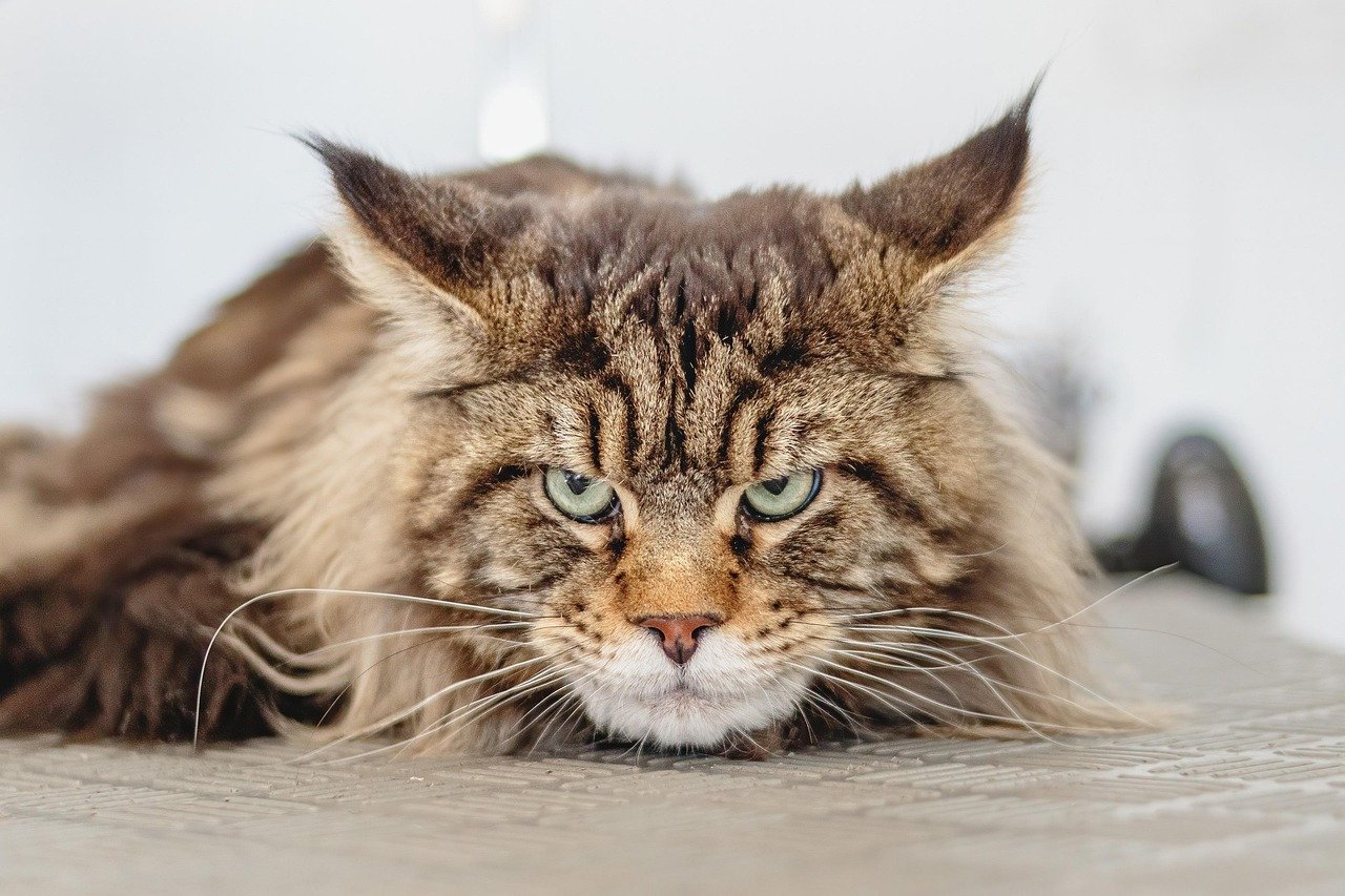 Maine Coon Price: Cost and Factors to Know