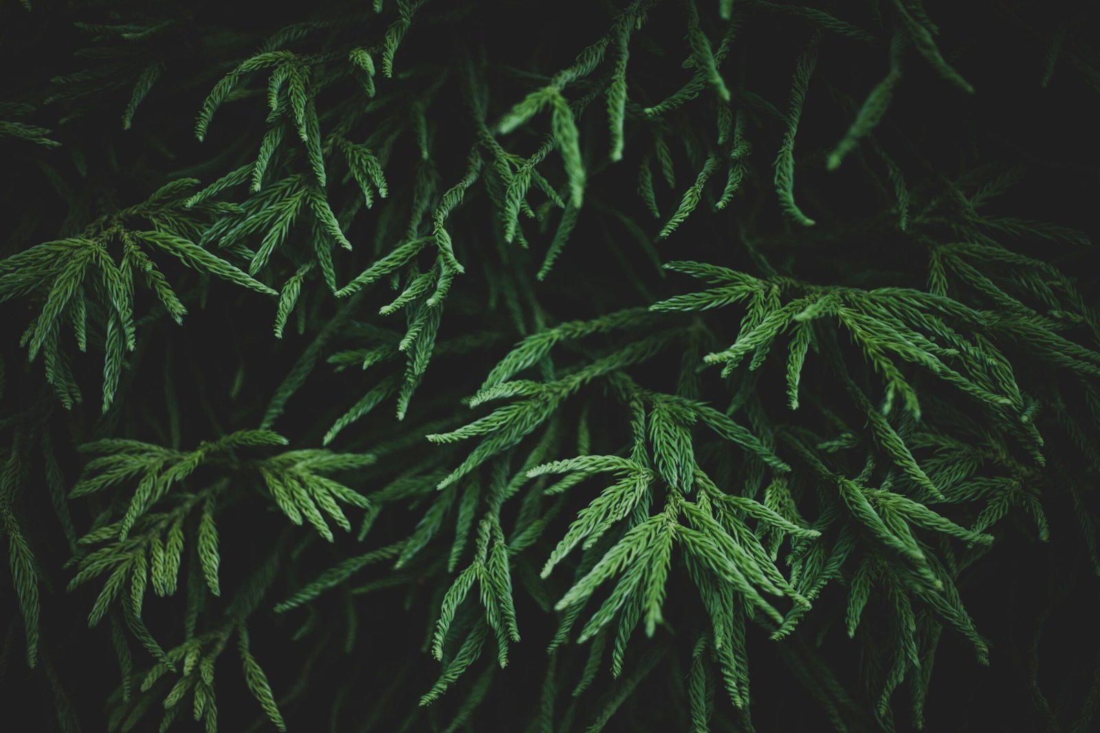 Foenegriek: The Aromatic Herb with Culinary and Medicinal Power